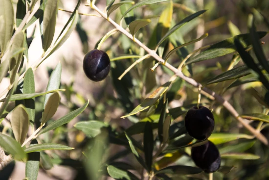 Domek Ostrov Krk - Dobrinj OS 12092 N1