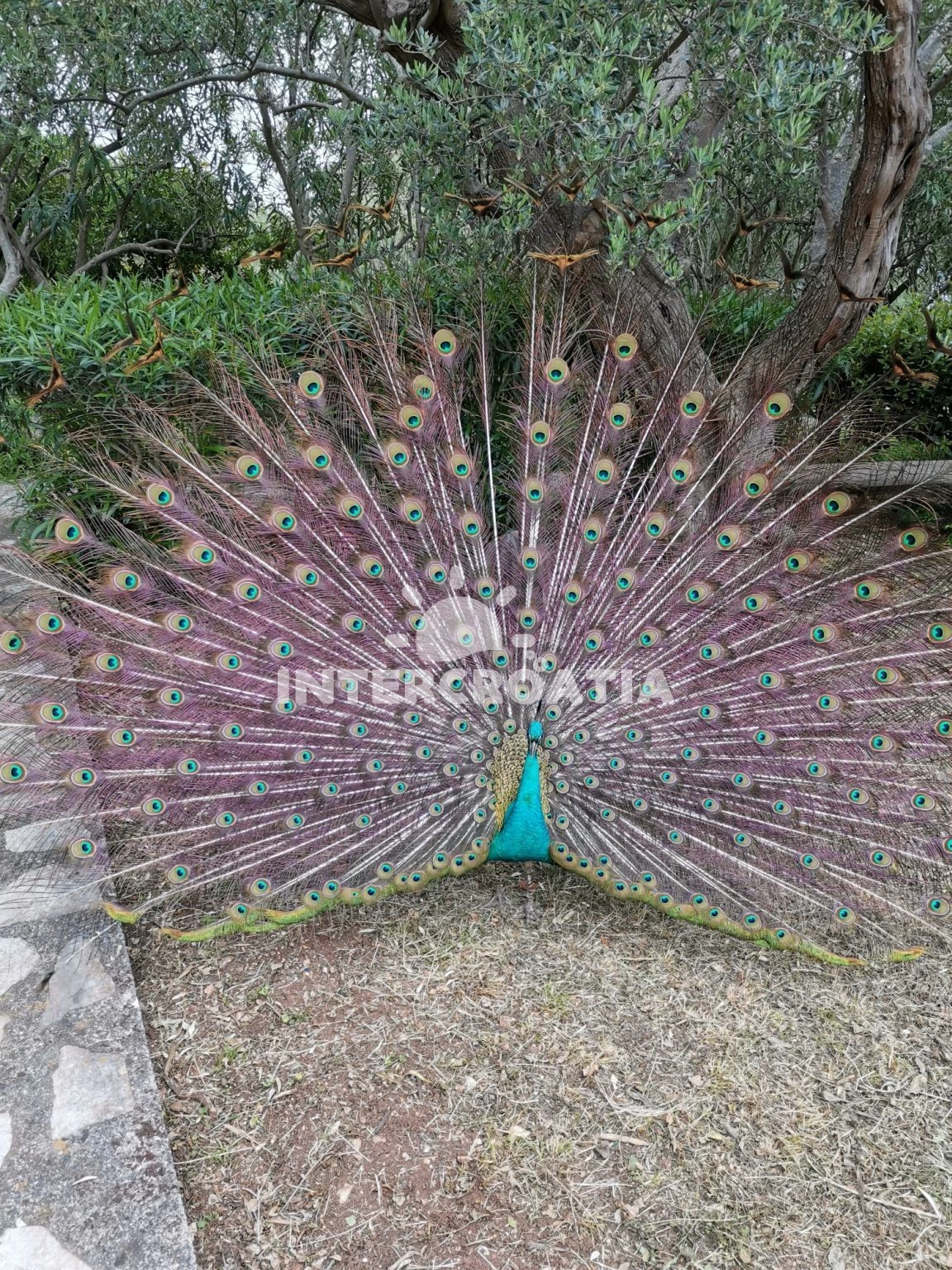 Apartmán Ostrov Lošinj - Mali Lošinj OS 12152 N1