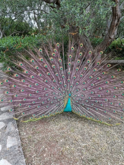 Apartmán Ostrov Lošinj - Mali Lošinj OS 12152 N1