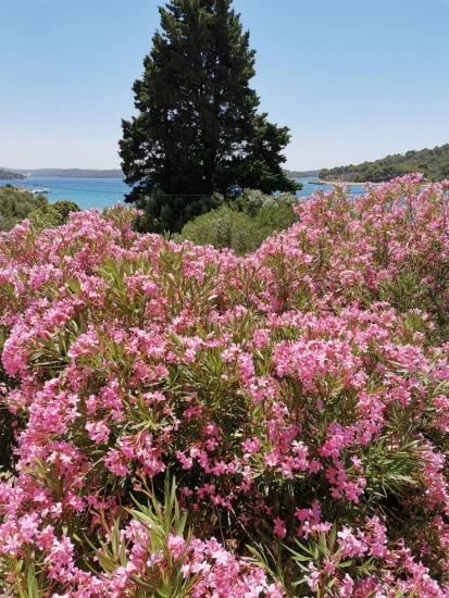 Apartmán Ostrov Lošinj - Mali Lošinj OS 12152 N1