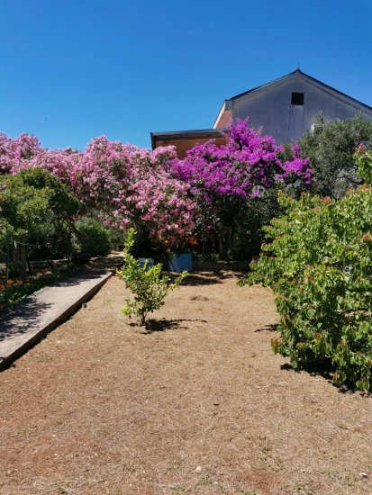 Apartmán Ostrov Lošinj - Mali Lošinj OS 12152 N1