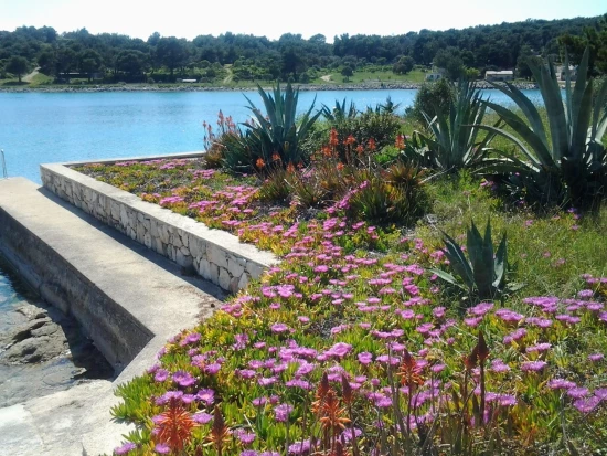 Apartmán Ostrov Lošinj - Mali Lošinj OS 12152 N1