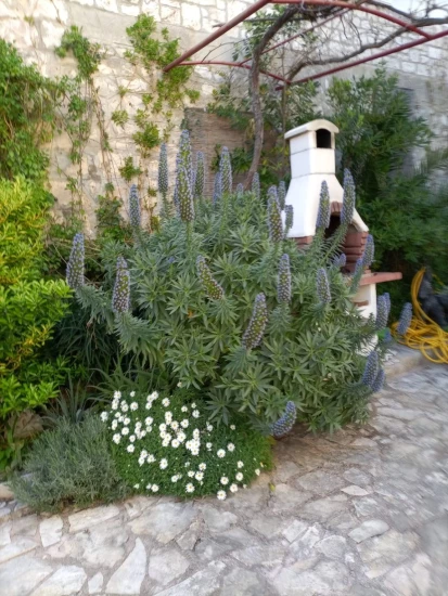 Apartmán Ostrov Brač - Sutivan OS 12156 N1