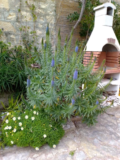 Apartmán Ostrov Brač - Sutivan OS 12156 N1