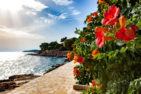 Apartmán Severní Dalmácie - Bilo (Primošten) DA 17165 N1