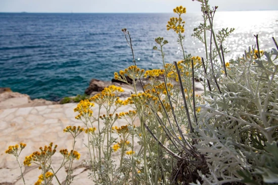 Apartmán Severní Dalmácie - Bilo (Primošten) DA 17165 N1