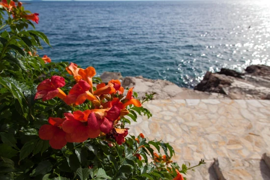 Apartmán Severní Dalmácie - Bilo (Primošten) DA 17165 N2