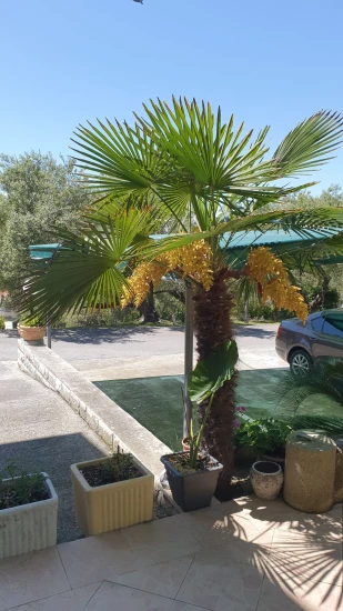 Apartmán Ostrov Rab - Supetarska Draga OS 12165 N1