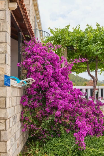 Apartmán Ostrov Mljet - Saplunara OS 12167 N1