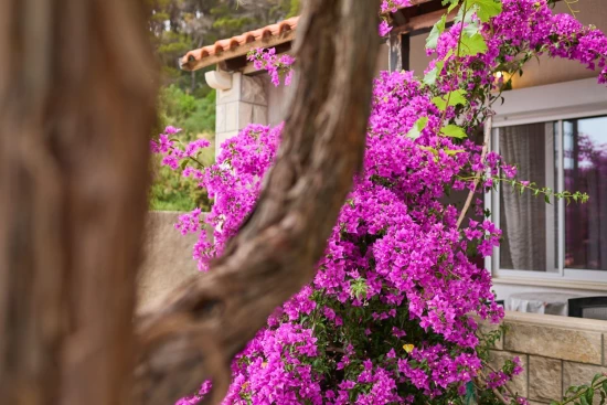 Apartmán Ostrov Mljet - Saplunara OS 12167 N2