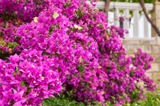 Apartmán Ostrov Mljet - Saplunara OS 12167 N3