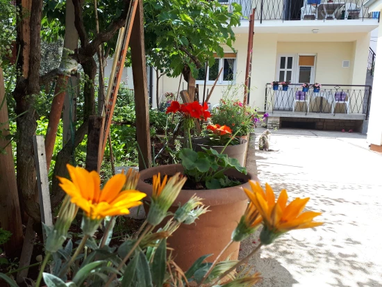 Apartmán Severní Dalmácie - Zadar DA 17186 N1