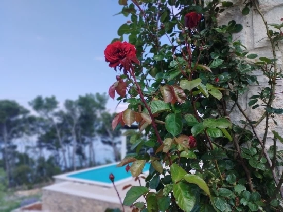 Domek Střední Dalmácie - Blato DA 17219 N1