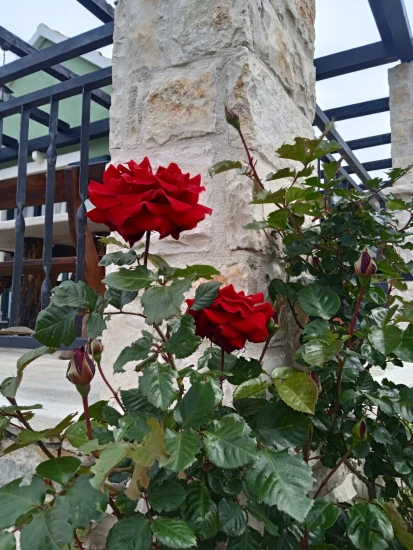 Domek Střední Dalmácie - Blato DA 17219 N1