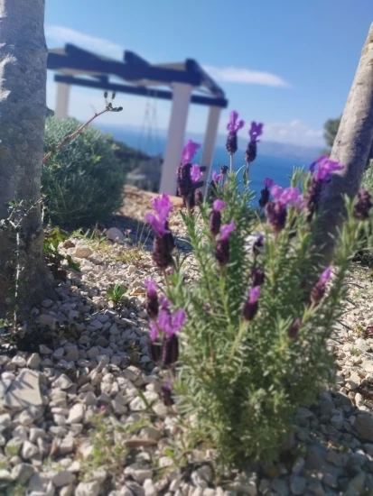 Domek Střední Dalmácie - Blato DA 17219 N1