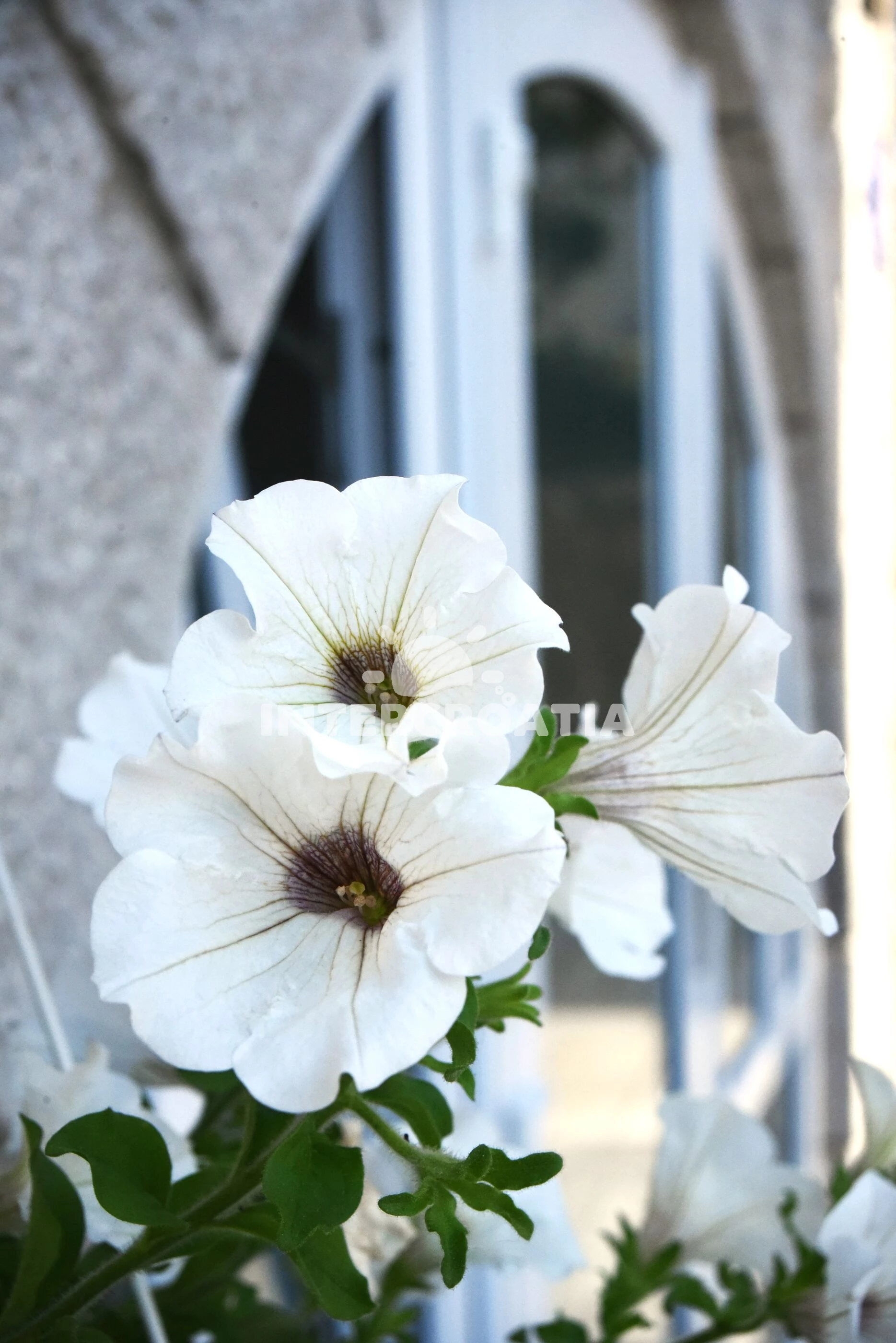 Apartmán Ostrov Krk - Punat OS 12189 N1