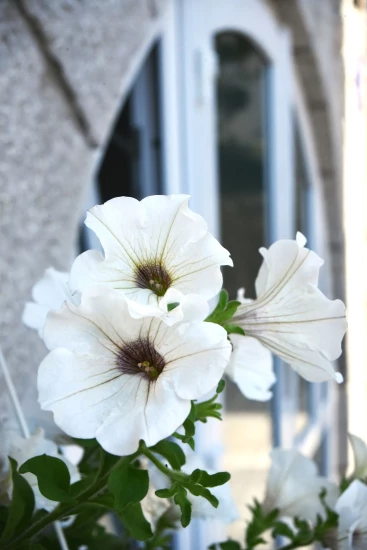 Apartmán Ostrov Krk - Punat OS 12189 N1