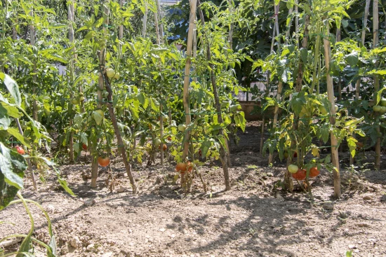 Apartmán Severní Dalmácie - Dolac (Primošten) DA 17241 N1