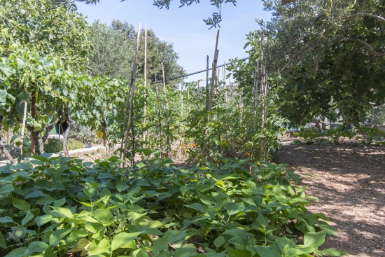 Apartmán Severní Dalmácie - Dolac (Primošten) DA 17241 N2