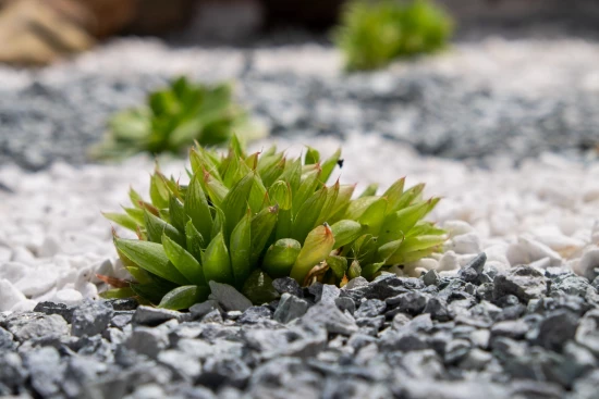 Apartmán Ostrov Lošinj - Nerezine OS 12227 N1