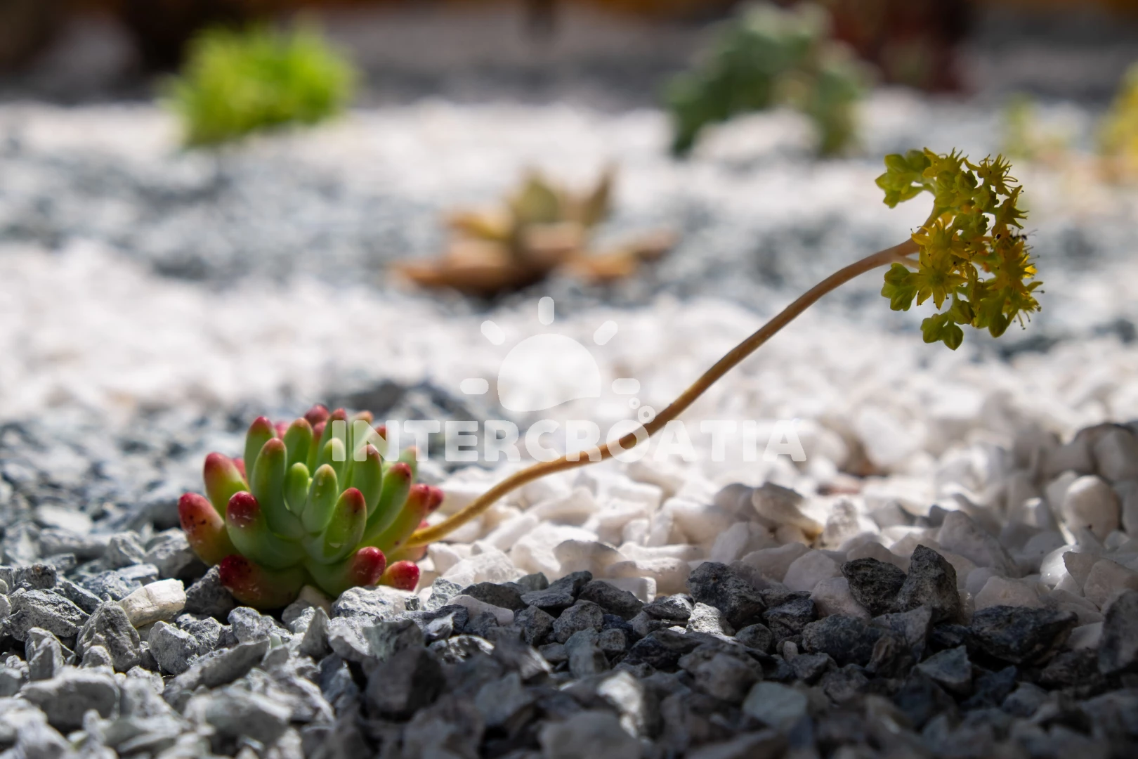 Apartmán Ostrov Lošinj - Nerezine OS 12227 N1