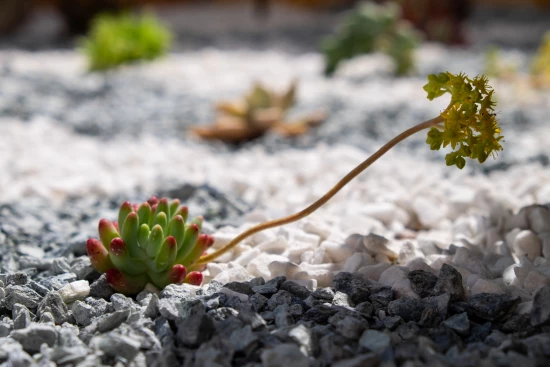 Apartmán Ostrov Lošinj - Nerezine OS 12227 N1