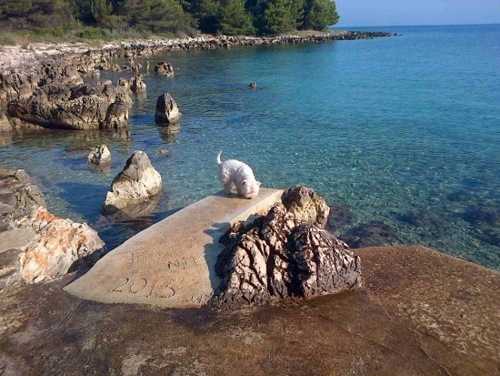 Domek Ostrov Ugljan - Ugljan OS 12229 N1