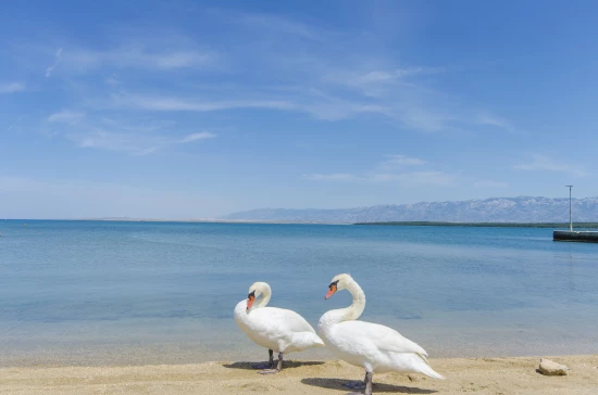 Apartmán Severní Dalmácie - Nin DA 17317 N3