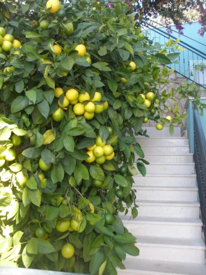 Apartmán Střední Dalmácie - Sevid DA 17327 N2