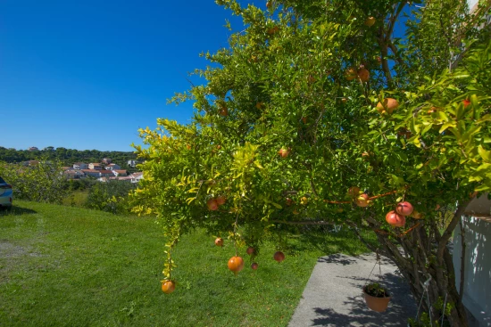 Apartmán Ostrov Rab - Palit OS 12252 N1