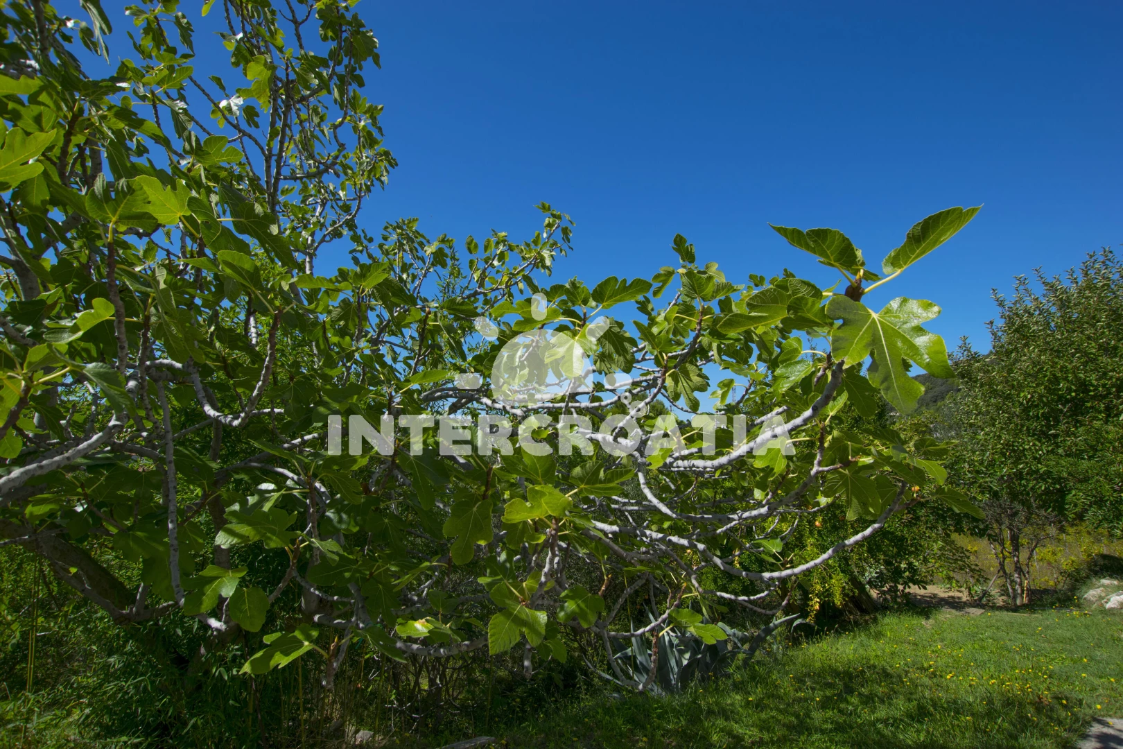 Apartmán Ostrov Rab - Palit OS 12252 N1