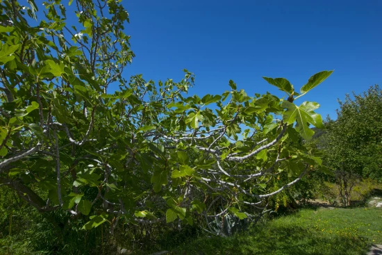 Apartmán Ostrov Rab - Palit OS 12252 N2