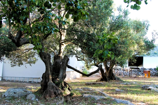 Domek Ostrov Kornat - Kravljacica OS 12253 N1