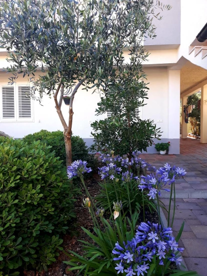 Apartmán Střední Dalmácie - Baška Voda DA 17330 N2