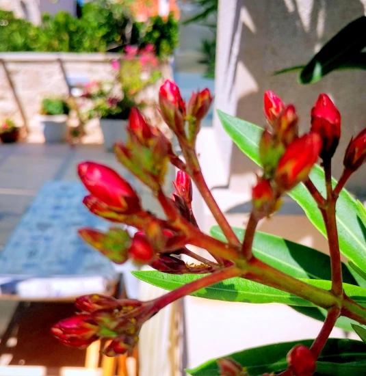 Apartmán Ostrov Brač - Povlja OS 12260 N3