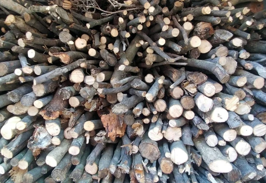 Apartmán Ostrov Brač - Povlja OS 12260 N4