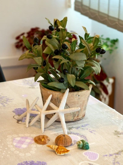 Apartmán Ostrov Rab - Supetarska Draga OS 12261 N2