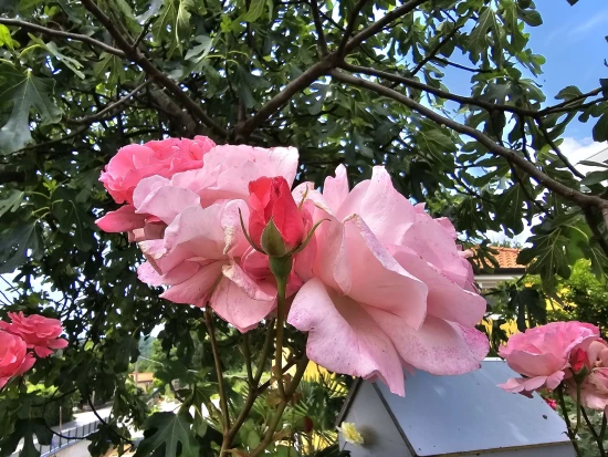 Apartmán Kvarner - Kastav (Rijeka) KV 10296 N1