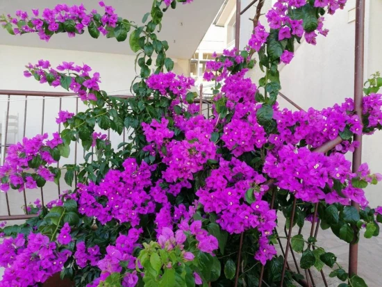 Apartmán Ostrov Brač - Supetar OS 12265 N1