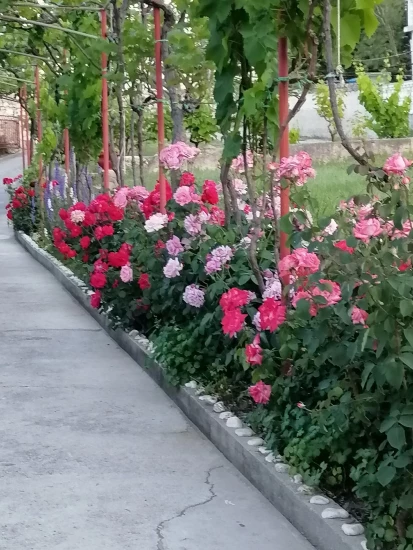 Apartmán Ostrov Rab - Supetarska Draga OS 12267 N1