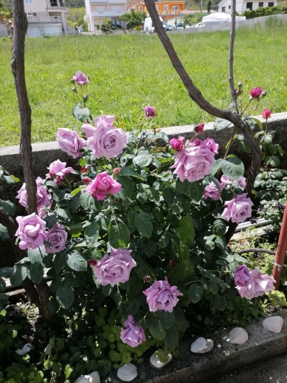 Apartmán Ostrov Rab - Supetarska Draga OS 12267 N1