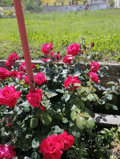 Apartmán Ostrov Rab - Supetarska Draga OS 12267 N1