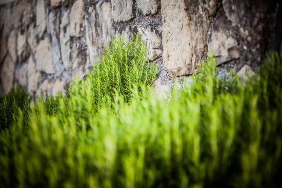 Apartmán Ostrov Rab - Lopar OS 12290 N4