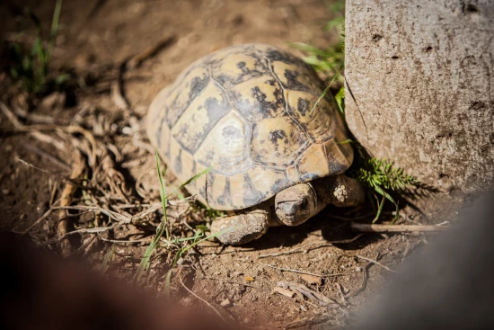 Apartmán Ostrov Rab - Lopar OS 12290 N5