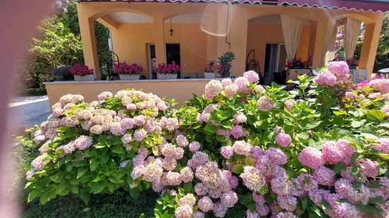 Apartmán Ostrov Rab - Kampor OS 12295 N1