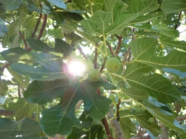 Apartmán Ostrov Brač - Supetar OS 12299 N2