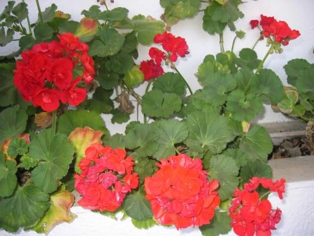 Apartmán Ostrov Brač - Supetar OS 12299 N2