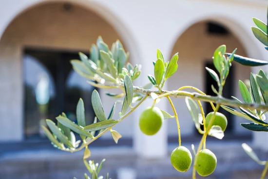 Vila Severní Dalmácie - Stankovci (Zadar) DA 17376 N1