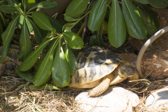 Apartmán Kvarner - Klenovica KV 10311 N3