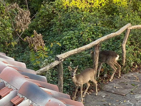 Vila Kvarner - Sveta Jelena KV 10326 N1